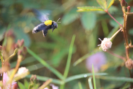 tiny bees suck honey in wild flower essence in a city park