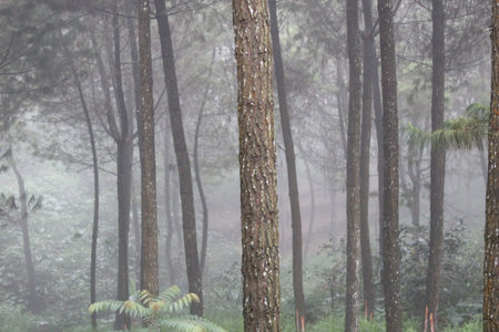 Pine forests in the Tengger Mountains Semeru Bromo Indonesia