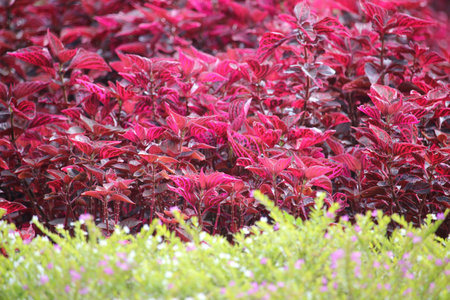red leaf plant in city park