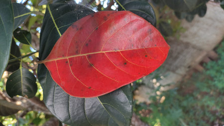 red jackfruit tree leaves