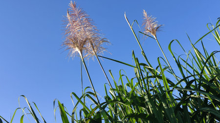 sugar cane flower which signifies ready to harvest
