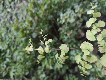 Athyrium leaves are green and fresh