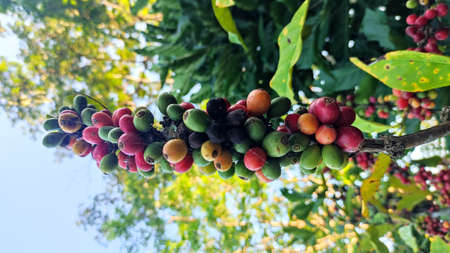 Robusta arabica coffee fruit ripe on the treeの写真素材