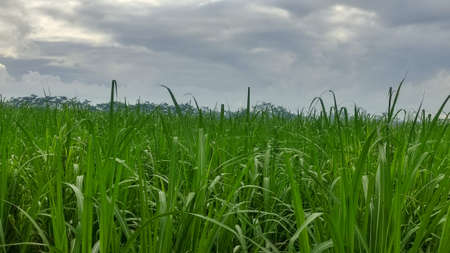 Green sugarcane in the village near the cityの写真素材