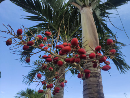 The red fruit of the palm tree is starting to ripen