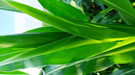 close-up of the leaves of the corn plant in the garden near the houseの写真素材