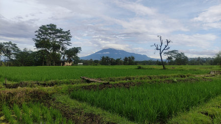 the agricultural fields in the village are cool and beautiful