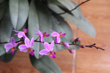 purple doritis orchid flower with blurry background