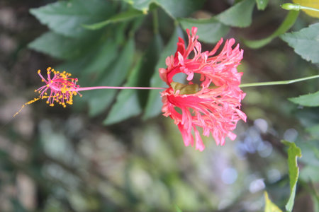 Hanging worawari or hanging hibiscus (Hibiscus schizopetalus) blooming with a blurred backgroundの写真素材