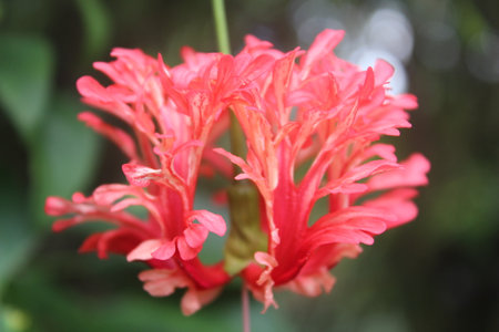 Hanging worawari or hanging hibiscus (Hibiscus schizopetalus) blooming with a blurred backgroundの写真素材