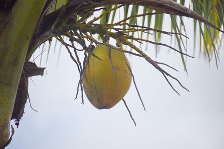 yellow coconuts that are still on the tree