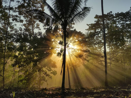 the light of the morning sun breaking through between the treesの写真素材