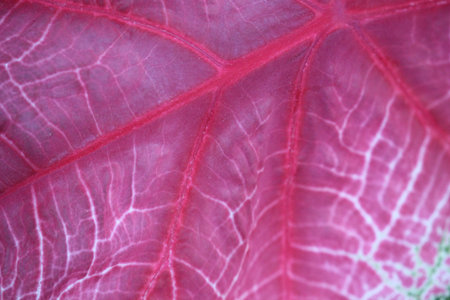 close up texture of beautiful red leaves