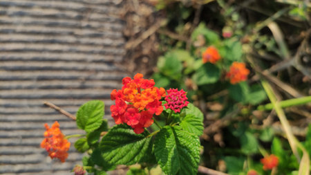 Orange Lantana camara flowers bloomingの写真素材