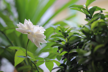 close up of white roses with a blurred background, in front of the terrace of the house