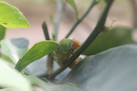green caterpillars that eat orange leaves