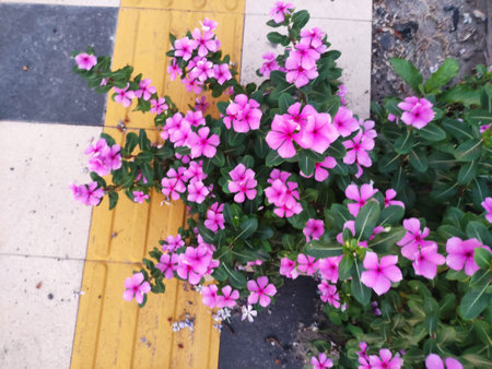 Catharanthus roseus or blood tap flower blooming on the edge of the sidewalk