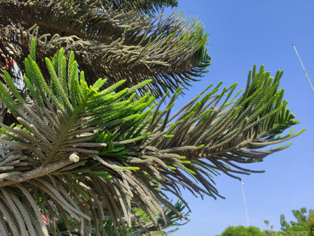 deep green araucaria columnaris leaves with a blue sky backgroundの写真素材
