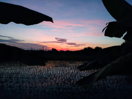 Morning atmosphere at sunrise in a village in Indonesiaの写真素材