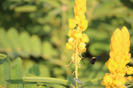 The blooming yellow Senna alata or Candlestick flowers are infested with bees