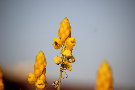 The blooming yellow Senna alata or Candlestick flowers are visited by beesの写真素材