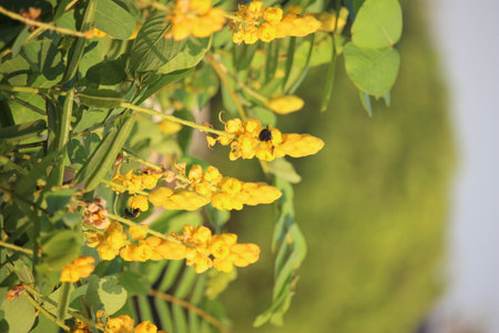 The blooming yellow Senna alata or Candlestick flowers are infested with beesの写真素材