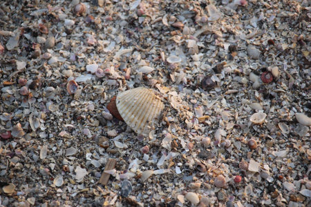 close up of the texture of shellfish on the beach