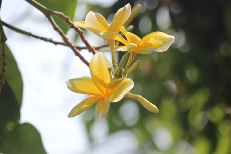 close up yellow plumeria flower bloomの写真素材