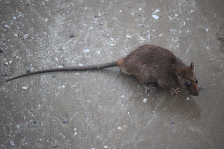 a mouse looking for food on the beachの写真素材