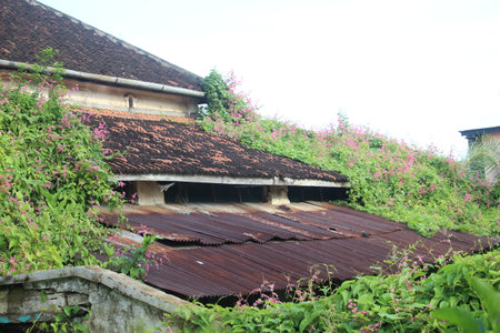 an old abandoned house with vines growing on itの写真素材
