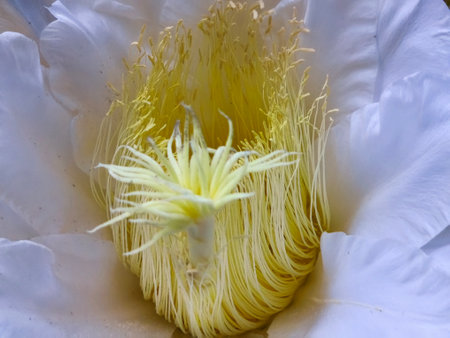 White night cactus flower or selenicereus grandiflorus blooms and is beautifulの写真素材