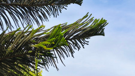 close up of green wild leaves suitable for wallpaperの写真素材