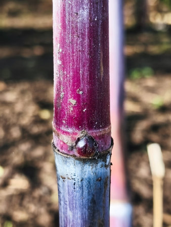 close up of purple sugar cane plant ready for harvest