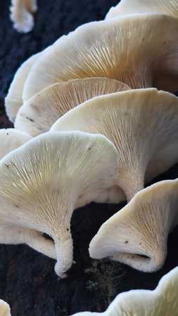 close up of white mushrooms growing on dead tree trunks