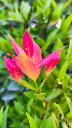 beautiful red and green leaves with blur backgroundの写真素材