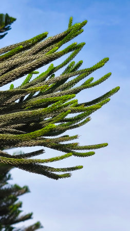 close up of green wild leaves suitable for wallpaperの写真素材