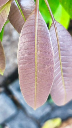 close up of green wild leaves suitable for wallpaperの写真素材