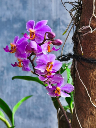 Purple Doritis Orchid or Phalaenopsis Pulcherrima in bloom with blurred backgroundの写真素材