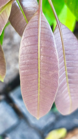 close up of green wild leaves suitable for wallpaper