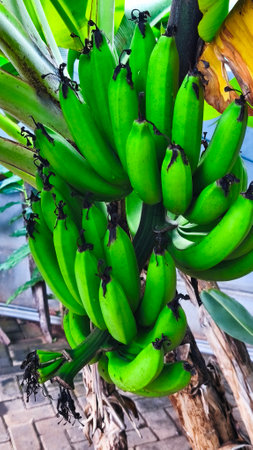 green bananasの写真素材
