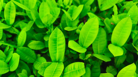 close up of green wild leaves suitable for wallpaper