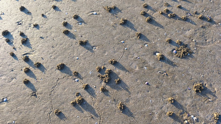 The texture of the beach soil forms a natural pattern due to sea water and animals.