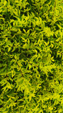 close up of green wild leaves suitable for wallpaper