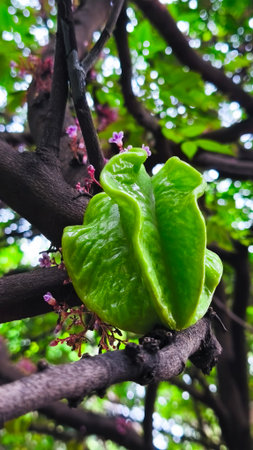 Close up of young fresh starfruit (carambola) growing on tree branch with natural green leaves background in daylightの写真素材