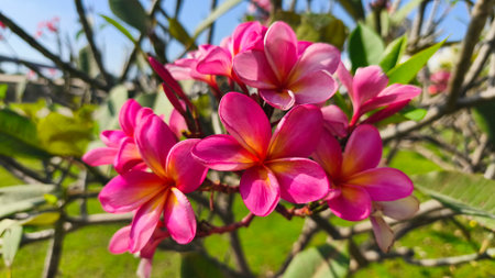 close up of a beautiful red plumeria rubra flower in bloomの写真素材