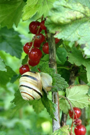 Slug on cranberry treeの写真素材