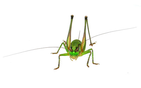 Cricket isolated on white background