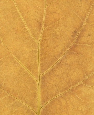 Leaf on Microscope