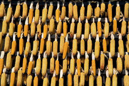 Hanging Dry corn kobsの写真素材