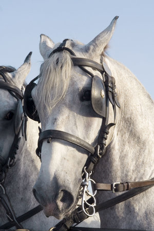 Close up of horse headの写真素材